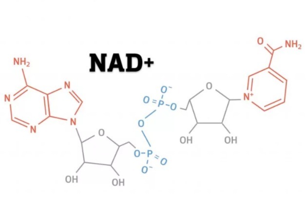 What is the Difference Between NAD, NAD+, & NADH?